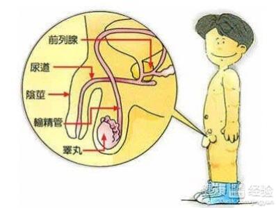 膀胱炎的检查